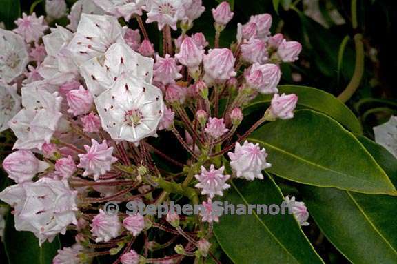 kalmia latifolia 3 graphic